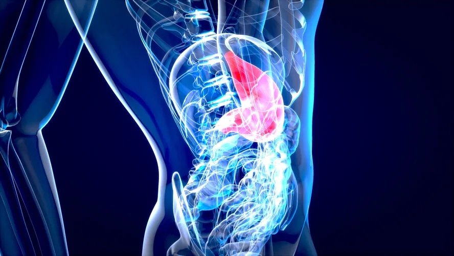 Cirrose: terapia inédita pode reverter os danos causados ​​pela doença; entenda