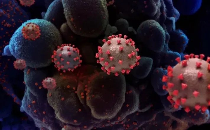 Covid-19: OMS levanta alerta sobre crescimento da variante Pirola