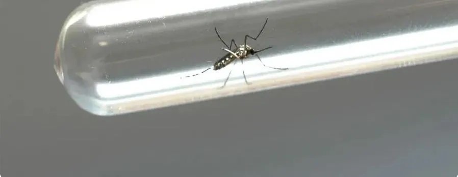 Clima quente acende alerta para epidemia de Dengue, Zika e Chikungunya