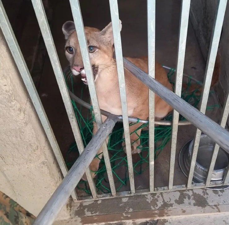 Onça parda mantida em casa para cachorros é resgatada na Bahia
