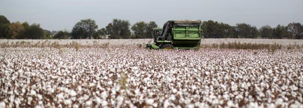 Bahia colhe sua 2ª melhor safra de algodão da história