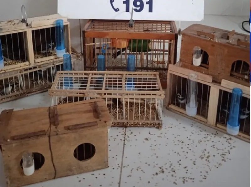 PRF resgata 14 aves silvestres dentro de ônibus na BR 116