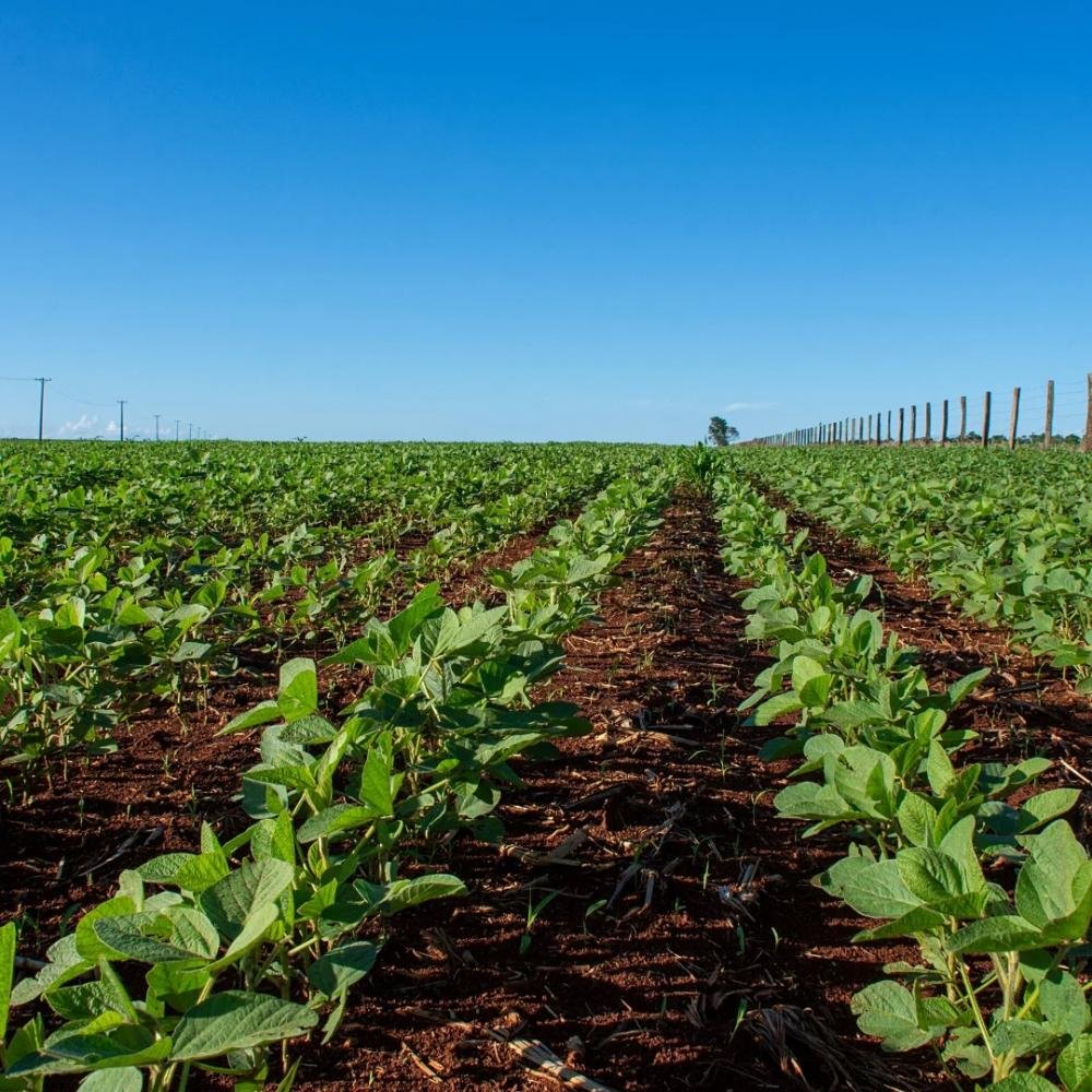 Bahia alcança safra de 12,1 milhões de toneladas de grãos em 2023, 6,9% a mais do que em 2022