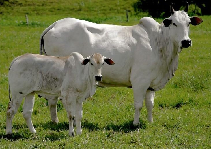 2ª etapa de vacinação contra Febre Aftosa começa na próxima quinta-feira (01)