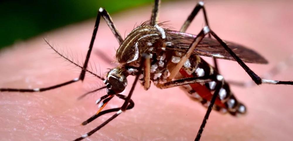 Saiba quem pode receber a nova vacina contra dengue do SUS