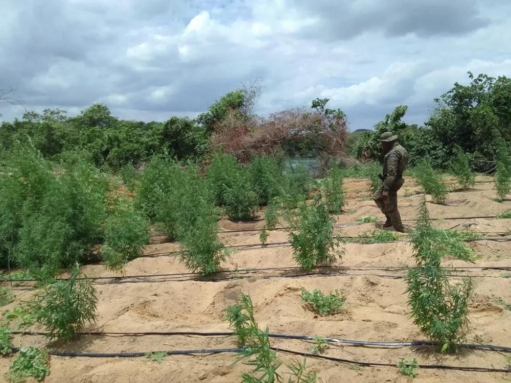 Bahia - Cerca de 35 mil pés de maconha são erradicados na cidade de Curaçá