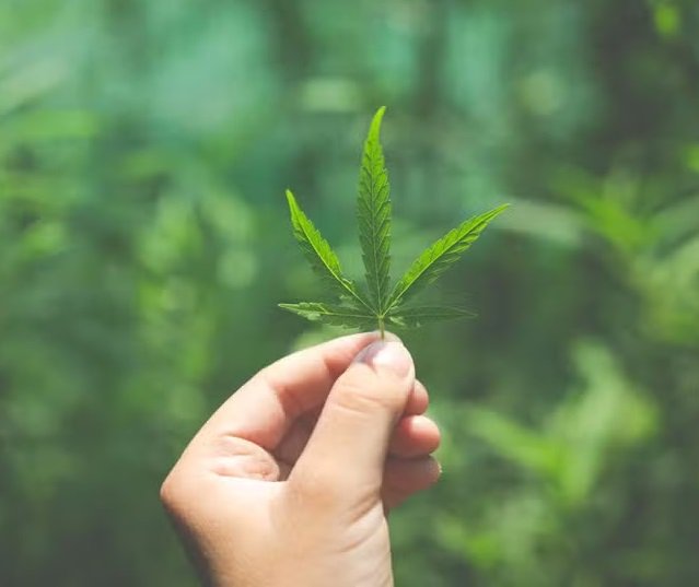 Como funciona a cannabis? Dois estudos procuram as chaves para ampliar os efeitos da droga como remédio