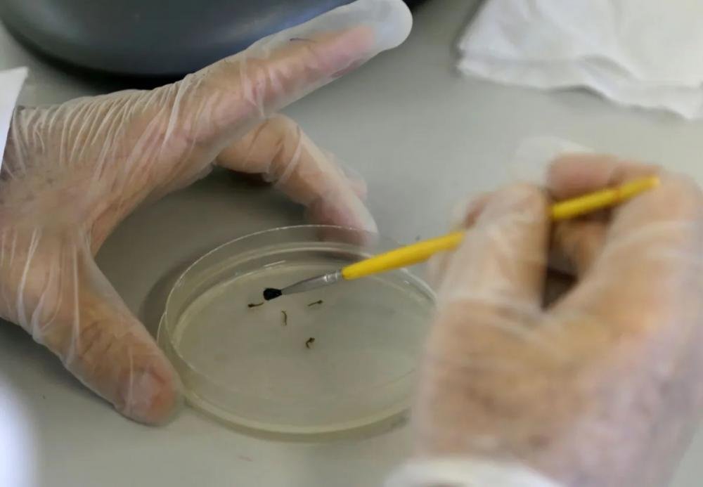 Venda de vacina cresce com alta da dengue