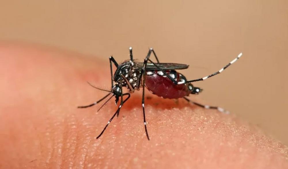 Brasil pode bater recorde e ter 4,2 milhões de casos de dengue em 2024