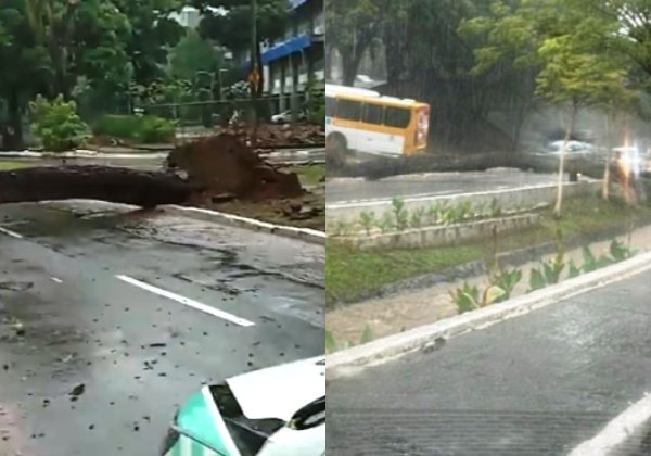 Salvador - Queda de árvores afeta trânsito no Horto Florestal e Vale do Canela