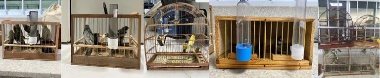 Aves foram resgatadas em gaiolas pequenas no bagageiro do ônibus - Foto: Divulgação / PRF