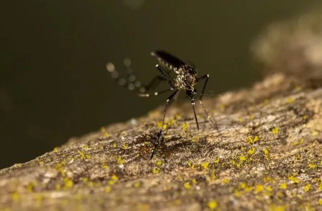 Bahia registra terceira morte por dengue