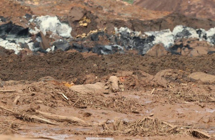 Boatos e vídeos falsos sobre rompimento da barragem em Brumadinho