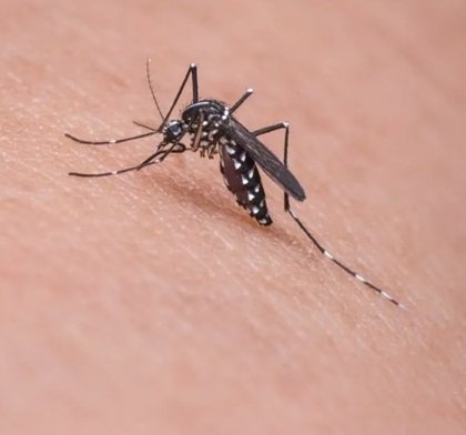 Na Bahia, Secretaria da Saúde confirma sétima morte por dengue no estado