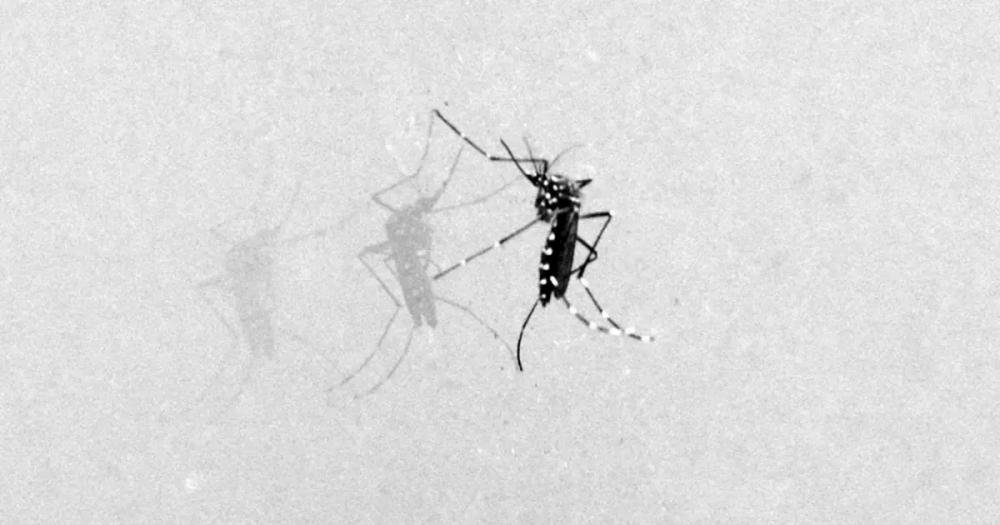 Quatro pacientes com dengue seguem internados em UTIs de cidade baiana