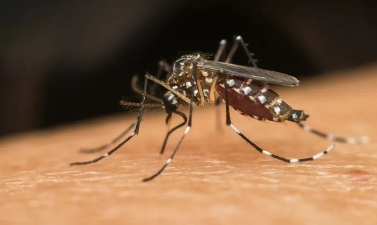 Prevenção: especialista explica como funciona a vacina contra a dengue