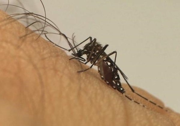 Dengue, zika e chikungunya devem tirar R$ 15 bilhões da economia do Brasil em 2024