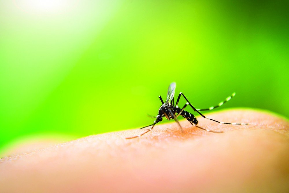 Bahia emite alerta sobre aumento nos casos de Dengue em 2019