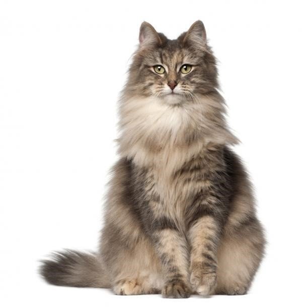 Gato - Norueguês da Floresta