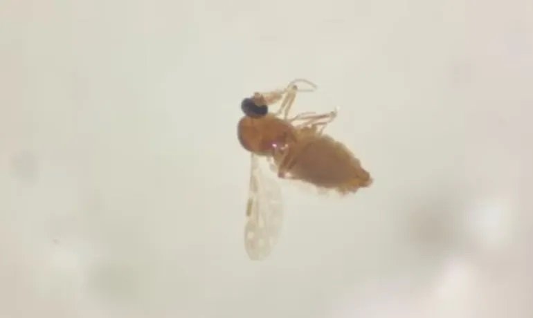 Sesab reporta aumento para 19 no total de casos de 'Febre Oropouche' na Bahia