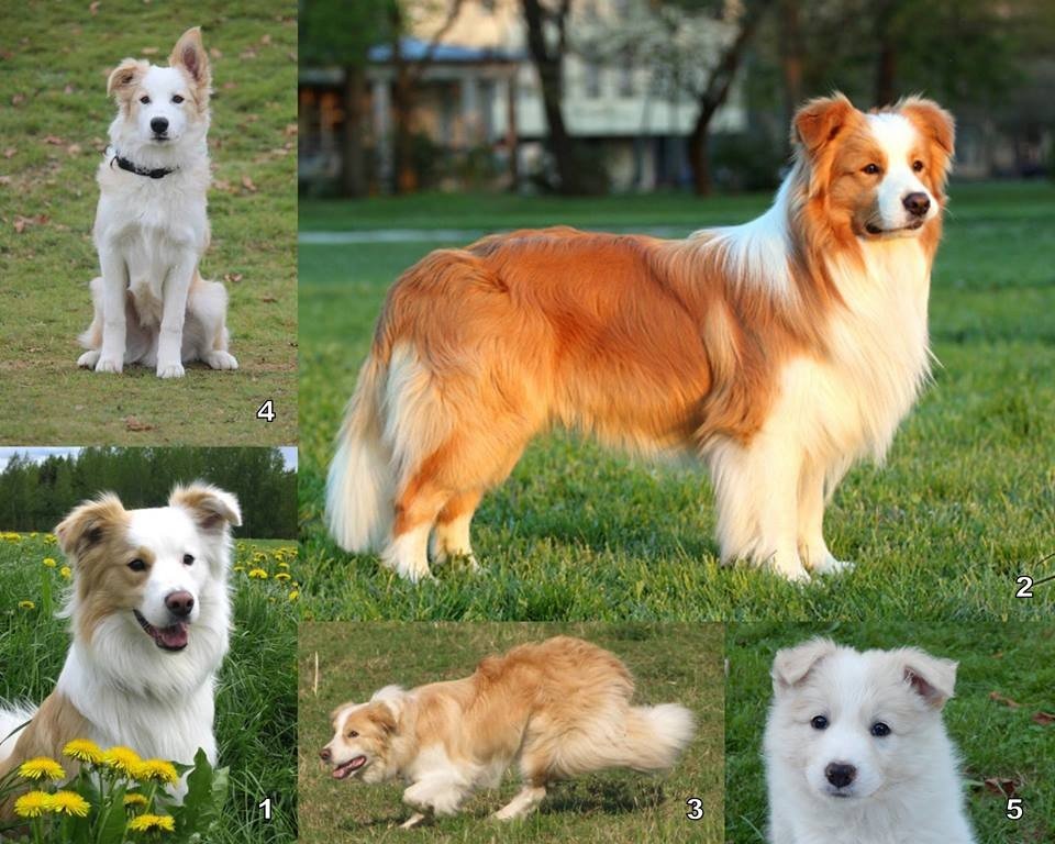 Border Collie