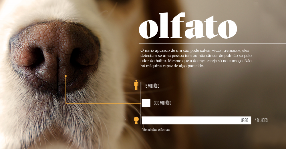 Os Sentidos dos Cães