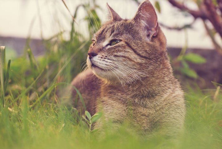 Comportamento dos Gatos