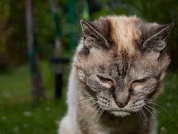 Envelhecimento dos Gatos