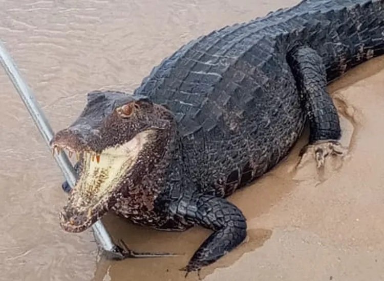 Após fortes chuvas, jacarés são resgatados em ruas de Salvador e Região Metropolitana