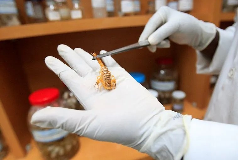 Ataque de escorpião: Bahia já soma quase 5 mil casos em 2024