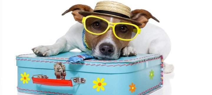 Viajar com seu pet é possível!