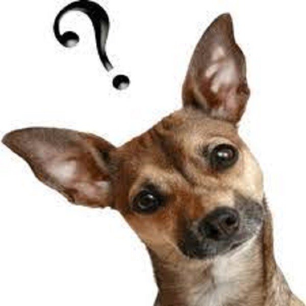 10 curiosidades sobre seu cãozinho que você nunca imaginou