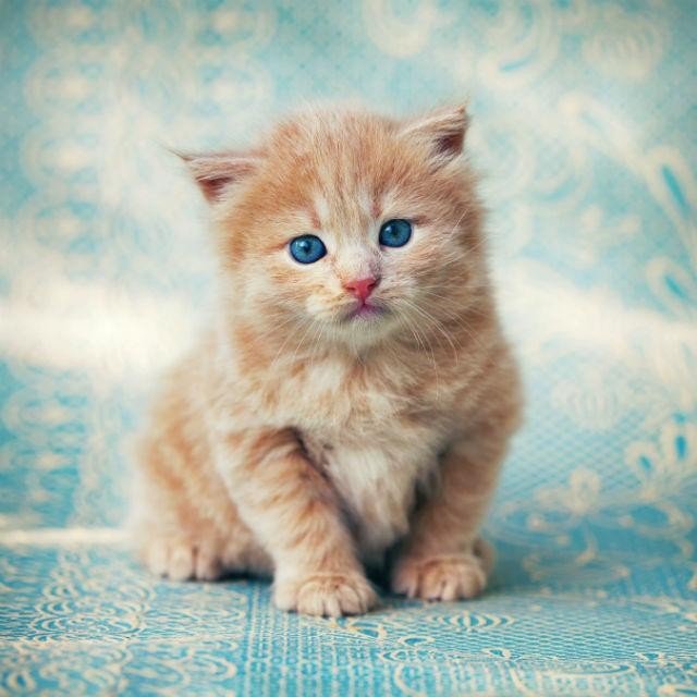 10 curiosidades sobre gatos reveladas