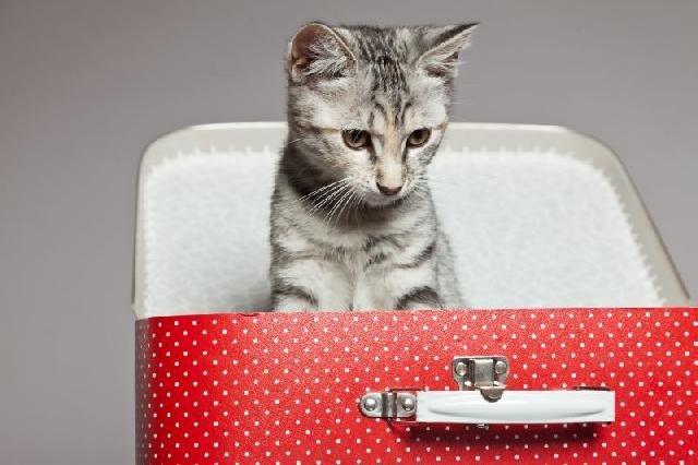 Cuidados essenciais ao viajar com Gato