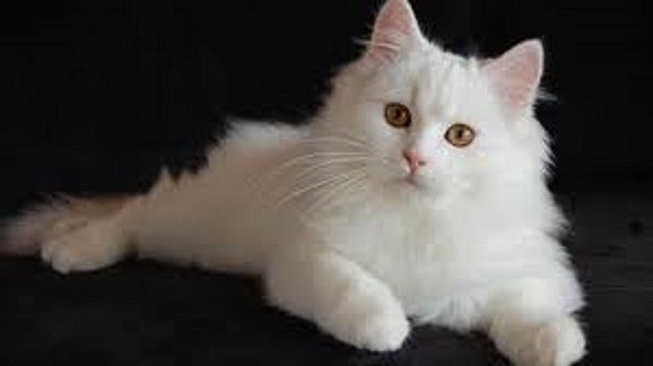Os melhores produtos para seu Gato