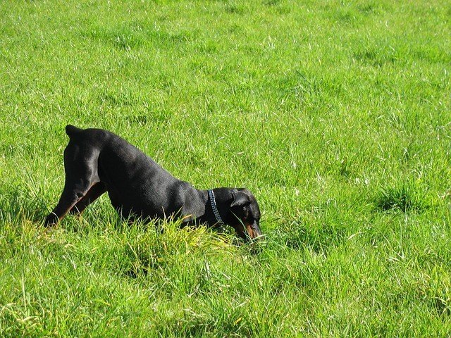 Comunicação Canina: Confira o significado de 7 comportamentos do seu cão