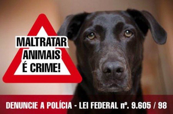 Saiba como denunciar maus-tratos ou crueldade contra animais