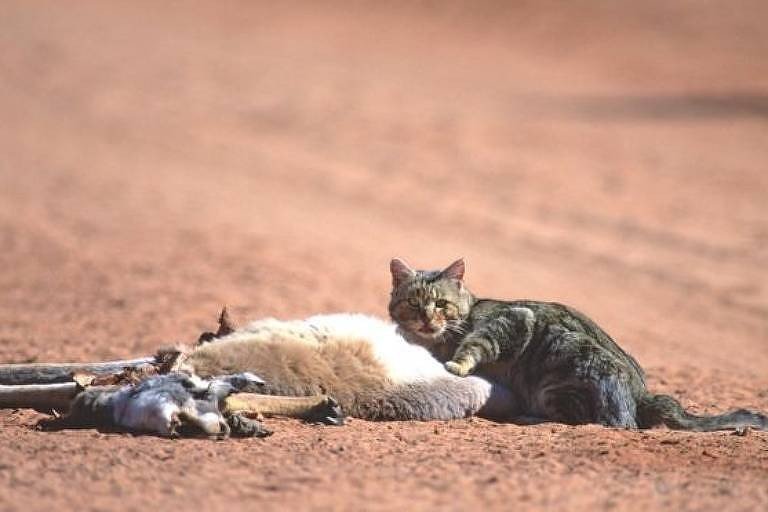 Austrália quer exterminar 2 milhões de gatos até 2020 usando petiscos envenenados