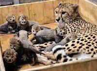 Dia das Mães: veja as 'mães-coruja' do reino Animal em fotos