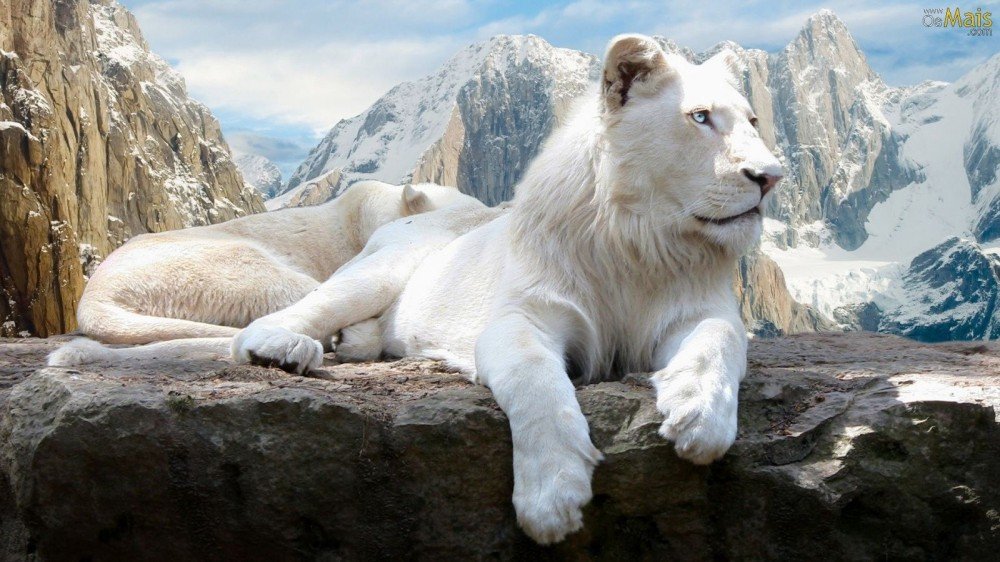 Os 7 animais mais incríveis do mundo