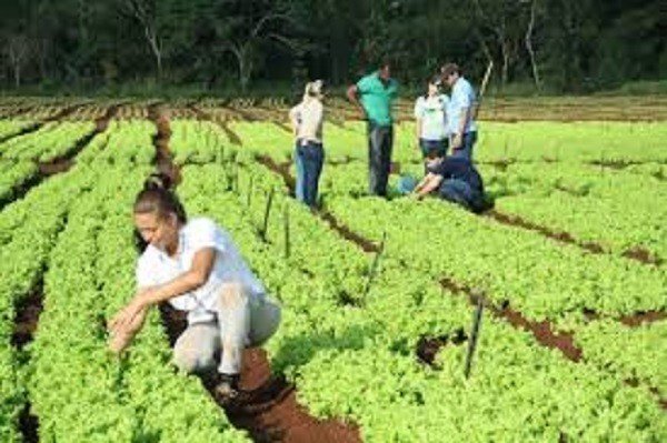 Agricultores quilombolas farão curso de oleicultura