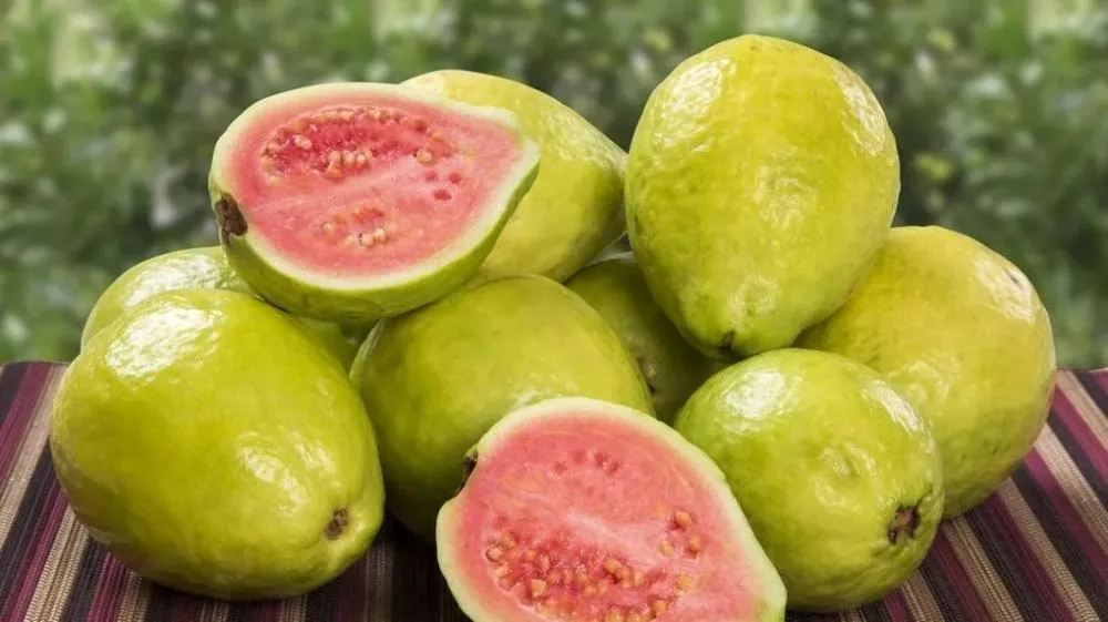 Estudantes da Bahia criam protetor solar inovador com extrato de folha de goiabeira