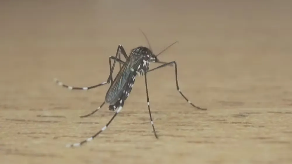  Criança de 4 anos morre de dengue na segunda maior cidade da Bahia