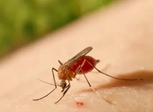 Bahia: Sesab confirma primeira morte por febre Oropouche