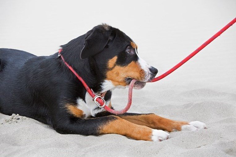Lei proíbe cães acorrentados e sempre presos