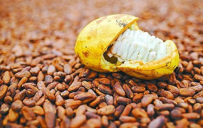 Beneficiamento do cacau aumenta em 220% faturamento de produtores rurais baianos