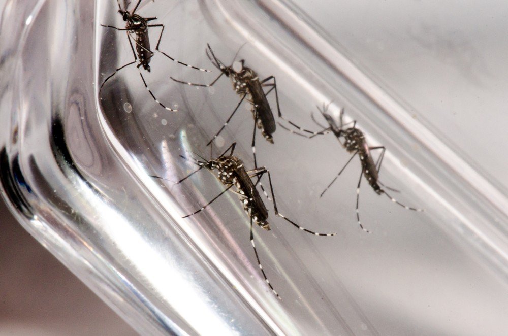 Doença misteriosa com sintomas semelhantes aos da dengue assusta moradores de Entre Rios na Bahia