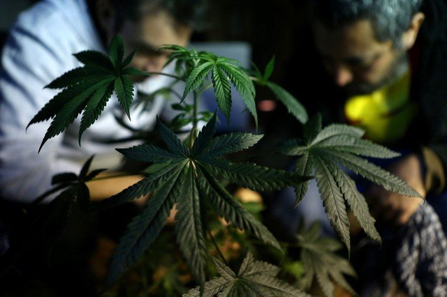 Avanço - Um passo dado para o cultivo da maconha medicinal
