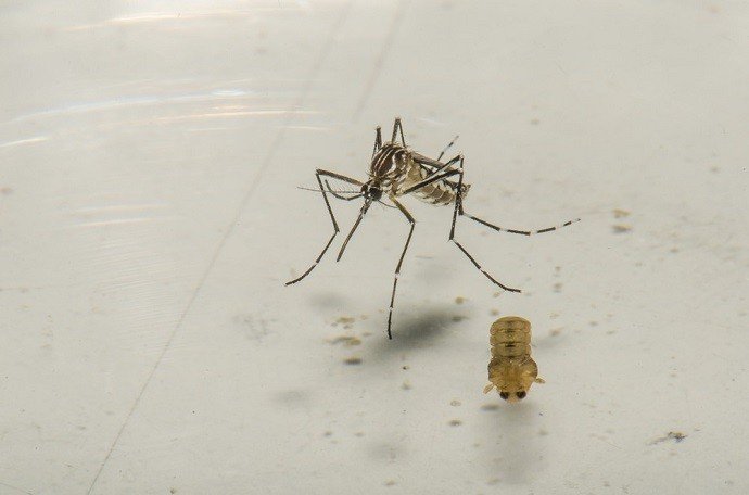 Exames atestam chikungunya e dengue em parte dos pacientes em Entre Rios