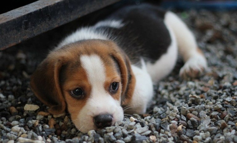 Saiba como proteger seu cachorro dos fogos de artifício durante o São João